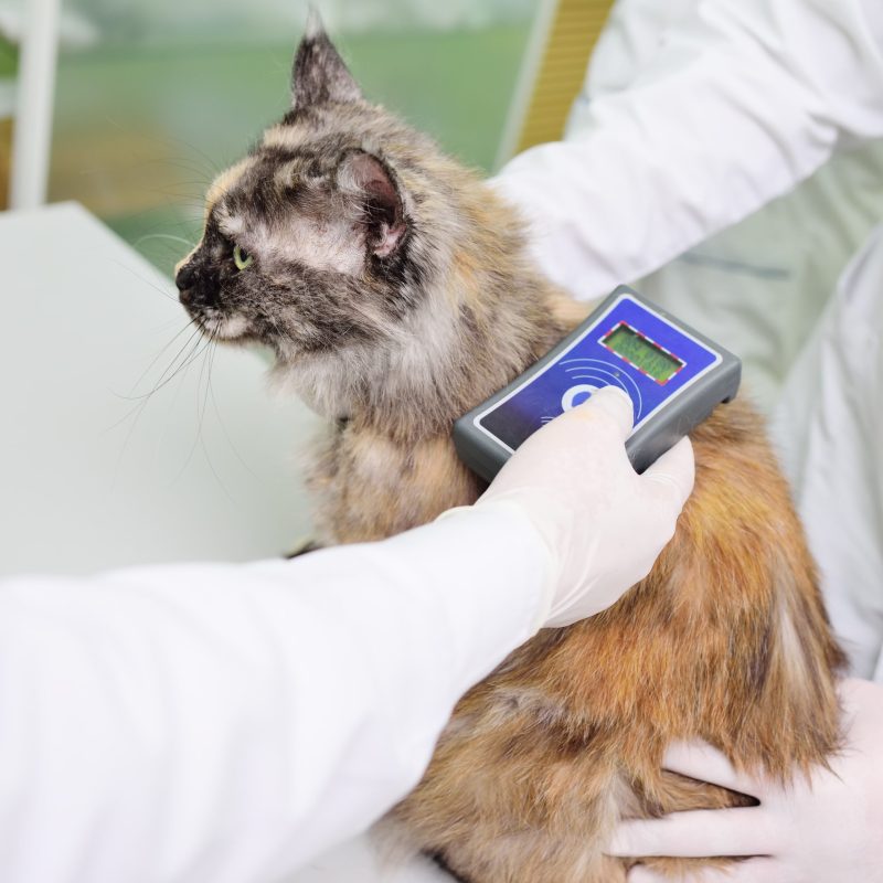 A veterinarian is scanning a cat for a micro chip. Animal ID