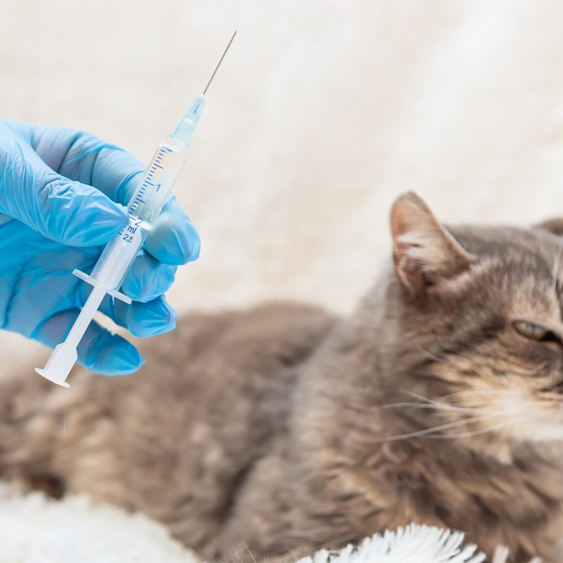 Veterinarian vaccination of cats. Selective focus. animal.