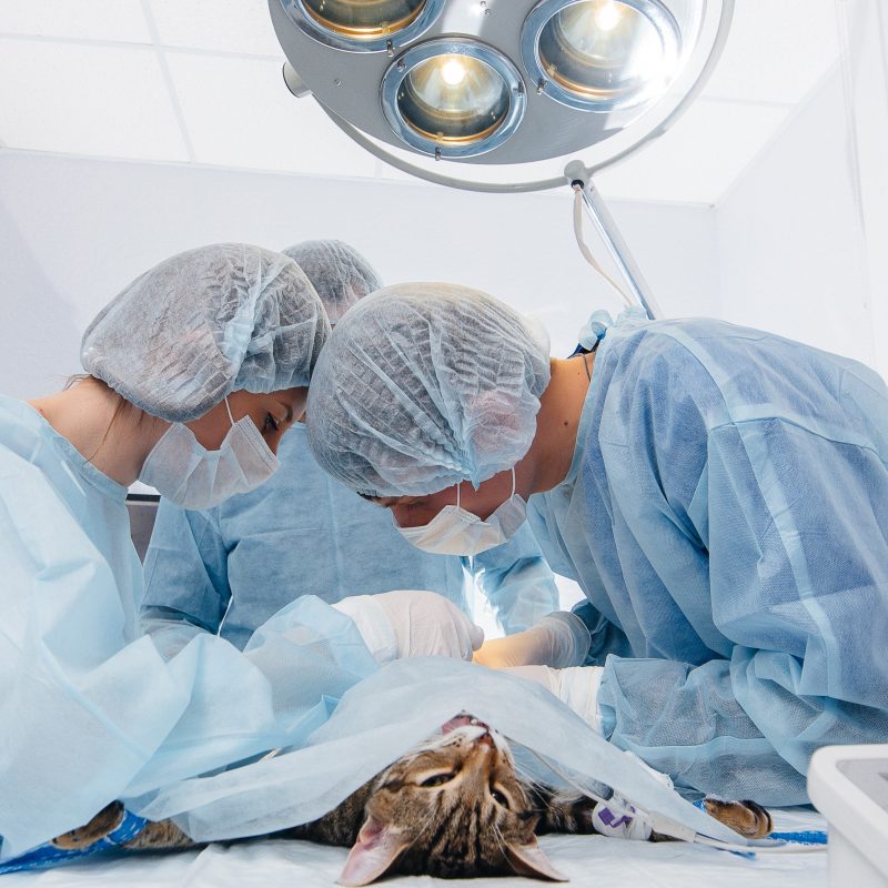 In a modern veterinary clinic, an operation is performed on an animal on the operating table in close-up. Veterinary clinic