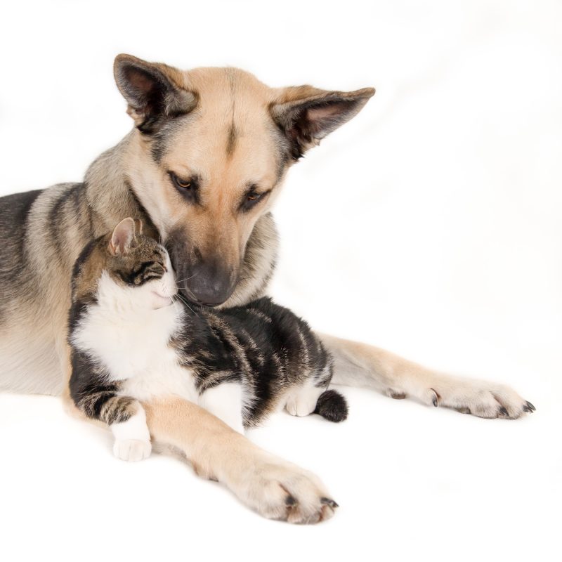 primer-plano-lindo-perro-tendido-gato-aislado-blanco